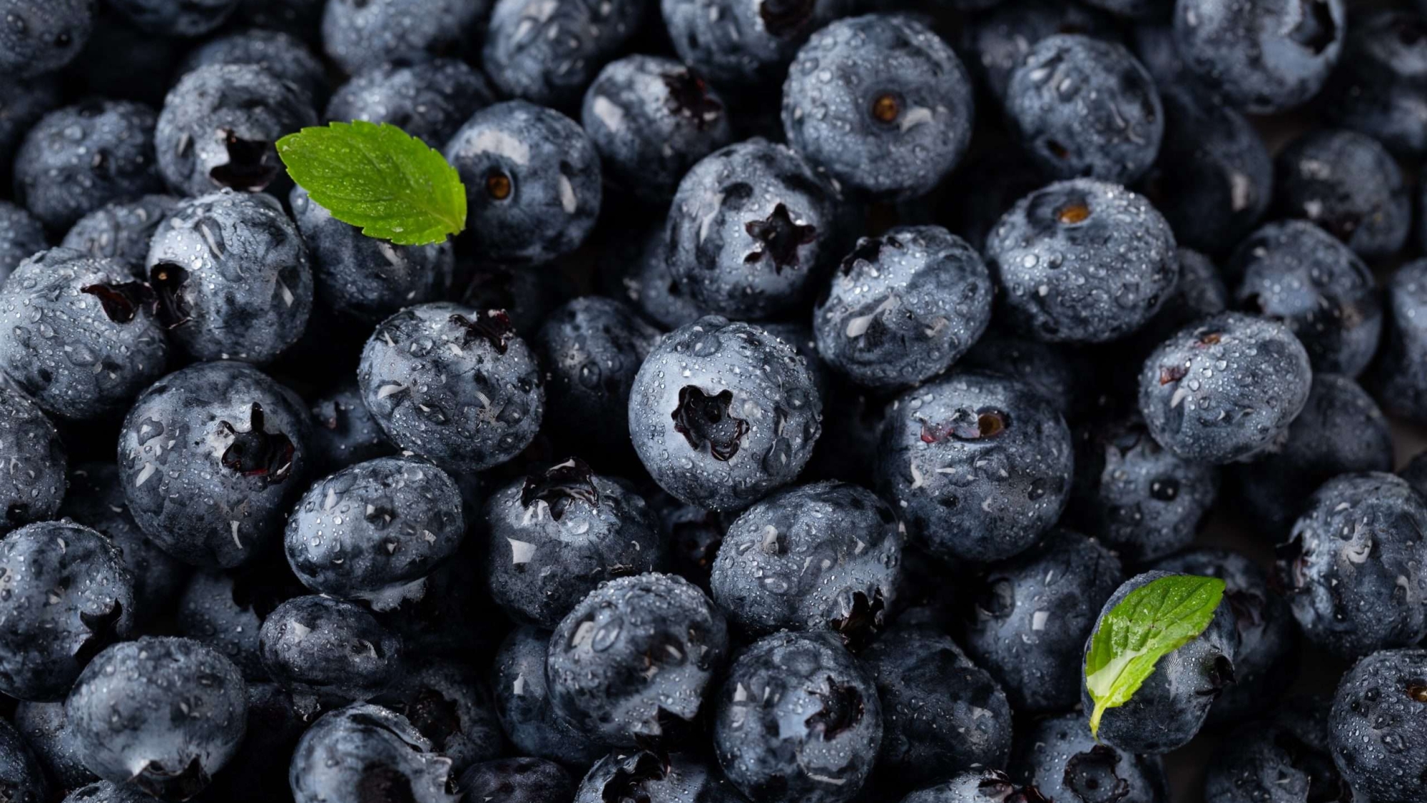 A closeup vertical shot of blueberries with water droplets and leaves